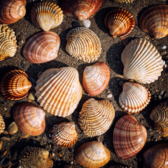 collection of clam shells on wet sand top view closeup
