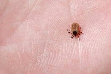 Drunk blood tick on a human body close-up horizontal photo