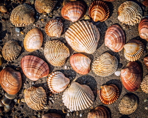 collection of clam shells on wet sand top view closeup