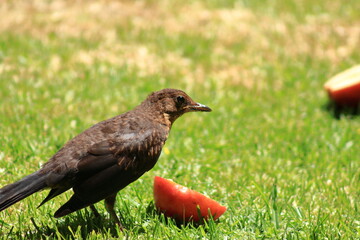 bird eating apple in garden, apple a day keeps the doctor away, garden bird eating , garden bird, birdfeeding 
