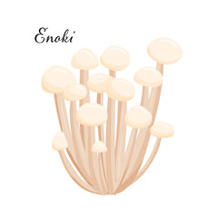 Enoki Mushrooms . Flat cartoon vector illustration isolated on white background. Natural forest product.