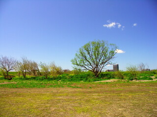 春の木々の芽吹く江戸川河川敷風景