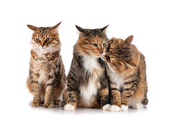 Obraz premium Kurilian Bobtails in studio