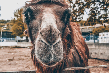 Silly camel face. Camel watching into the camera. Camel at the zoo