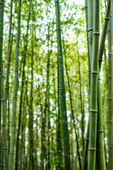 竹 - bamboo -