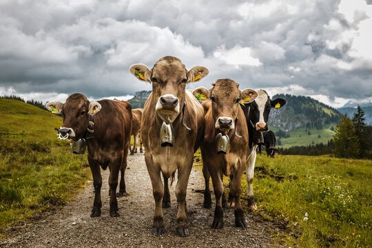 Allg&auml;uer K&uuml;he
