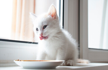 little white kitten eating lunch, licking, canned meat in a bowl for kittens