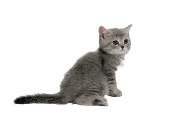 A gray purebred kitten sits on a white isolated background
