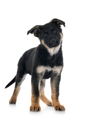 puppy german shepherd