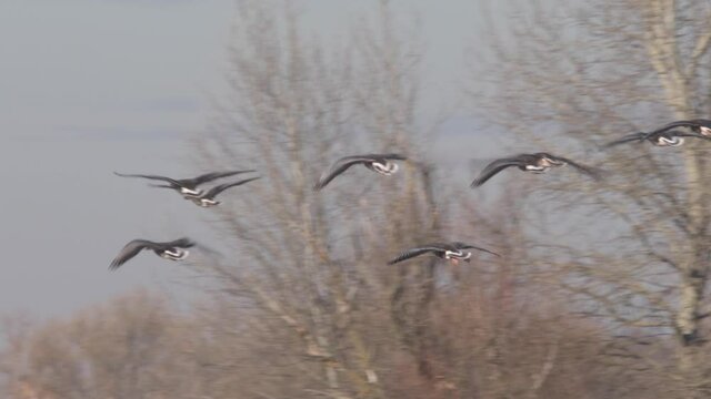 Flying White-fronted geese - Anser albifrons