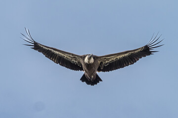 Griffon vulture, Gyps fulvus in Monfrague National Park. Extremadura, Spain