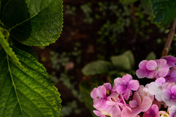 pink hydrangea flower close up photo