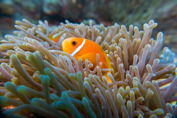 Fototapeta na wymiar Clown fish (amphiprion nigripes) in the Maldives hiding in anemone coral