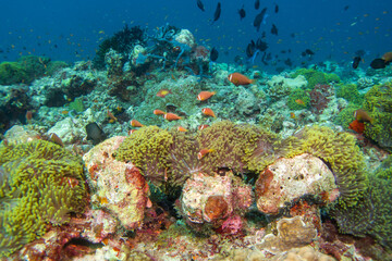Naklejka na ściany i meble Clown fish (amphiprion nigripes) in the Maldives hiding in anemone coral