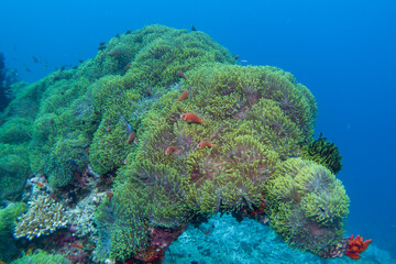 Clown fish (amphiprion nigripes) in the Maldives hiding in anemone coral