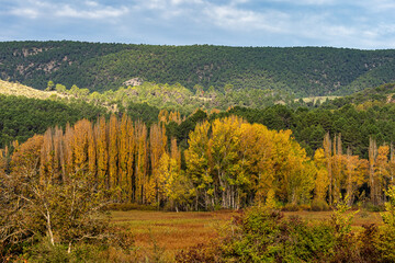 Autumnal Wicker grown in the Natural Park of the Serrania de Cuenca. Canamares, Spain