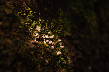 old tree full of moss