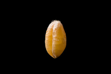 one wheat seed isolated on black background