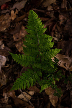 Fern and dry leaves in the forest