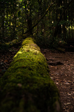 old logs full of moss
