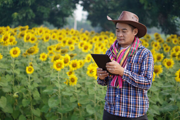 Handsome Asian male farmer is using smart tablet at sunflower garden. Concept : Smart farmer. Using technology wireless device to study or research about agriculture.       