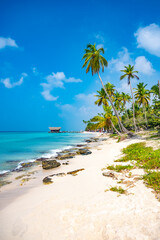 caribbean sea palm trees paradise