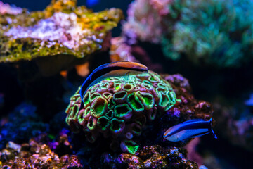 bluestreak cleaner wrasse is marine fish live in the coral reef under the sea. Swimming In Aquarium. selective focus and selective white balance