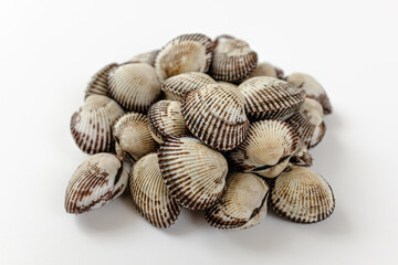 cockle on a white background