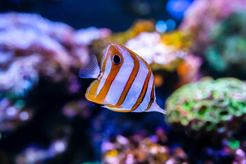 Copperband butterflyfish (Chelmon rostratus). Marine fish, Beautiful fish on the seabed and coral...