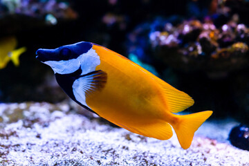 Fototapeta na wymiar The foxface rabbitfish (Siganus vulpinus) is a species of fish found at reefs and lagoons in the tropical Western Pacific. Tropical Fish. Marine Fish. Wild Life Animal.