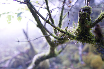 苔のついた枝に朝の露が光る