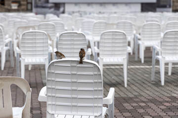 Open air cinema with group of white plastic chairs and two sparrows in summer day without people