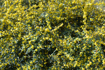 Wintergreen barberry