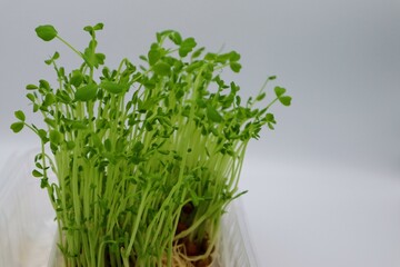 Obraz premium 成長した豆苗のクローズアップ