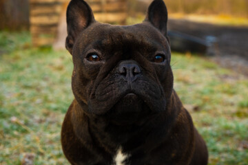 Dog pet French Bulldog black, Close-up portrait