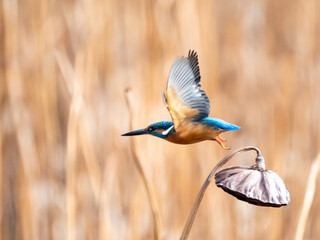 ハスの花托から冬のカワセミの飛び出し