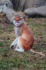 Patas Monkey (Erythrocebus patas)