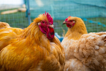 Yellow hen and rooster orpington portrait