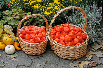Körbe mit Lampionblumen
