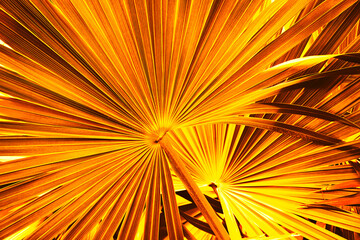 abstract background, tropical palm leaf shape, golden toned