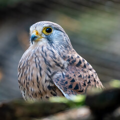 Falke