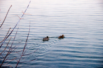 Ducks in the lake
