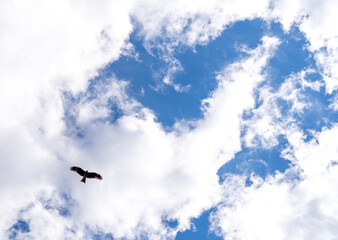 青空と鳥コピースペース