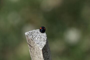 ladybug on a stone