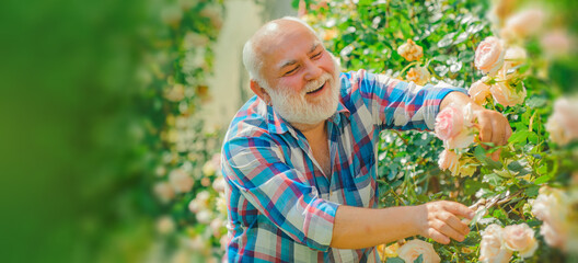 Spring banner of old man outdoor. Senior gardener. A grandfather are working in flowers park....