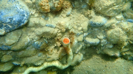 Closed polychaeta Smooth tubeworm or red-spotted horseshoe (Protula tubularia) undersea, Aegean Sea, Greece, Halkidiki
