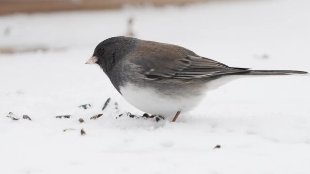 Dark-eyed junco scratches the surface of the snow to find sunflower seeds