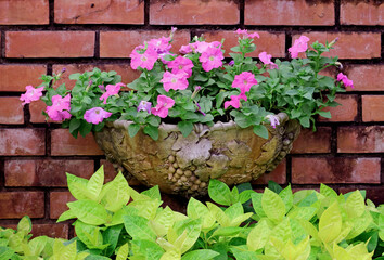 Petunias Blooming in a vintage pot on the brick wall