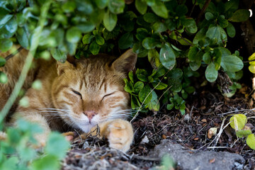 Naklejka na ściany i meble 木陰で眠そうにしている猫