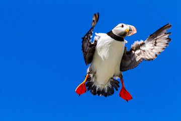 Papapgeientaucher - Puffin - fratercula arctica
